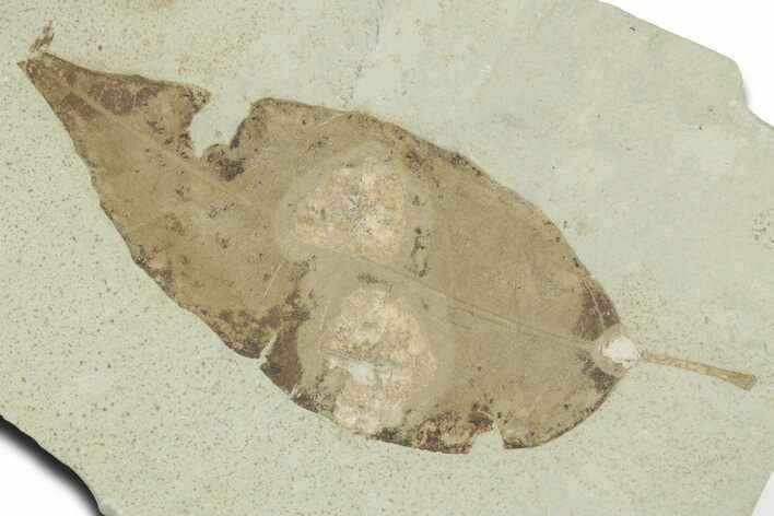 Detailed Fossil Leaf (Allophylus) - Insect Predation! #356125